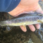 A surprise Wild Brown trout in a Brook Trout enhancement stream